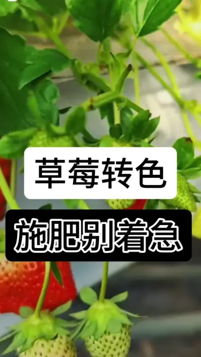 草莓转色施肥别着急#草莓种植管理技术和方法 #草莓种植 #草莓种植方法 #草莓种植基地 #服务三农支持三农