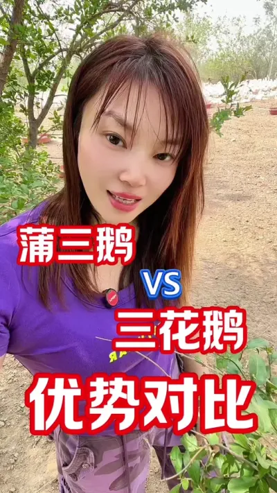 三花和浦三，到底该怎么选？#养鹅人 #农村创业养殖 #每天分享养殖技术和经验