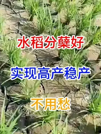 水稻分蘖好，实现高产稳产，不用愁 #分享农业知识帮农民增产增收  #幸福乡村丰收季  #水稻种植 #服务三农支持三农 #农业种植