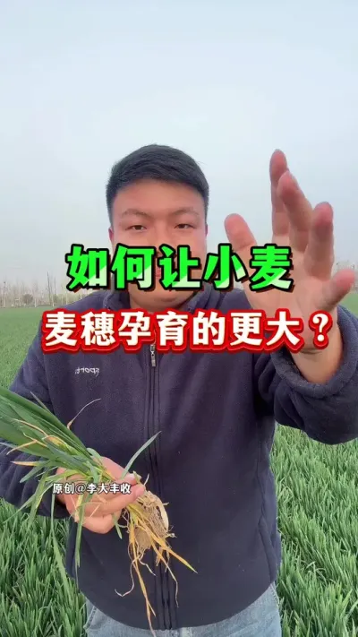 如何让小麦，麦穗孕育的更大？ #小麦种植 #小麦膨大剂 #种植小技巧 #苄氨烷醇