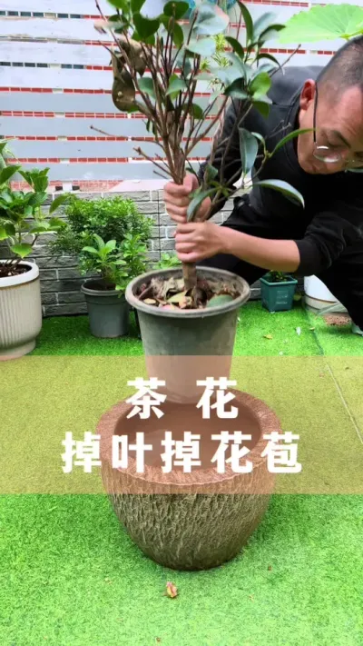 茶花掉叶掉花苞，用这个小方法#茶花 #花卉绿植 #养花小知识