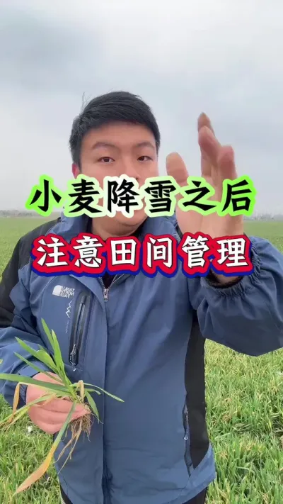 小麦降雪过后，注意田间管理！ #小麦种植 #种植小技巧 #传播农业小知识