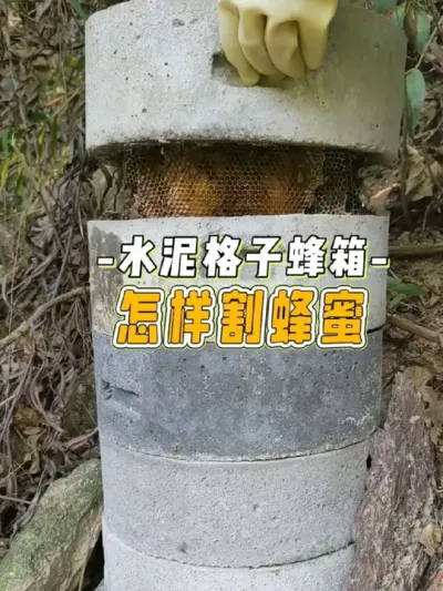 水泥蜂箱割蜂蜜 我的圆桶水泥格子蜂箱怎样割蜂蜜#蜜蜂养殖 #我的农村生活 #新农人计划2024