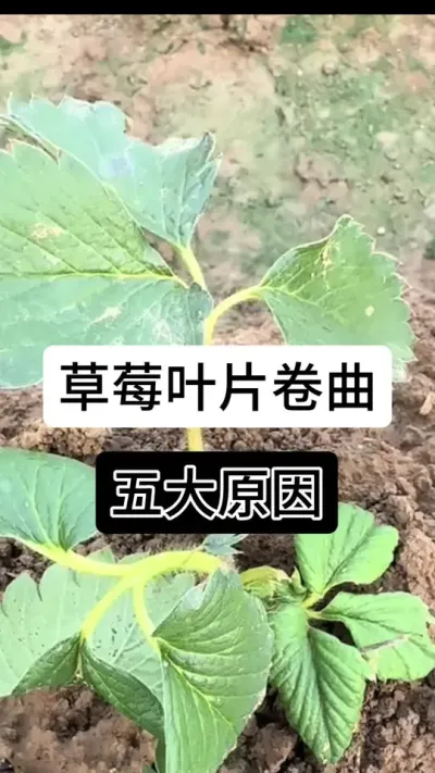 草莓叶片卷曲五大原因#草莓种植管理技术和方法 #草莓种植 #分享农业知识帮农民增产增收 #草莓种植方法 #服务三农支持三农