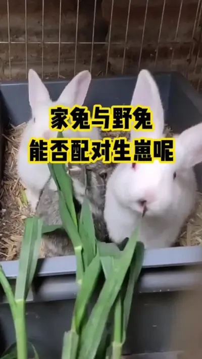 家兔与野兔，能否配对生长呢#抖音三农#养殖#养兔