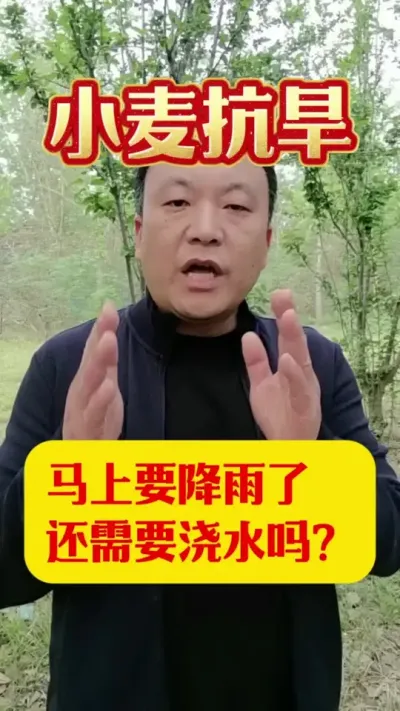 这次降雨能否缓解旱情？#抗旱浇地 #小麦种植 #下场大雨好不好