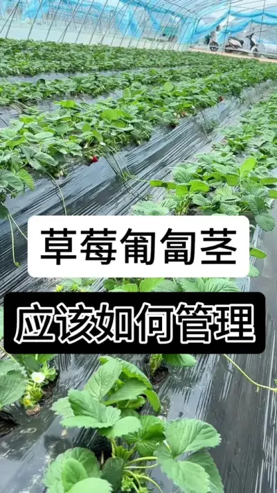 草莓匍匐茎如何管理