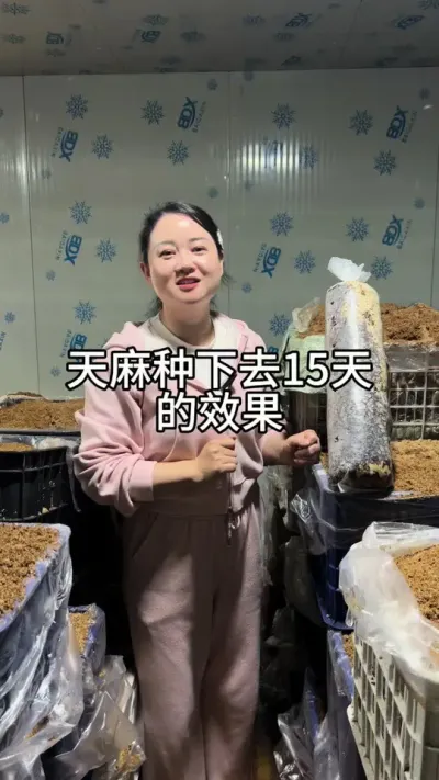 室内天麻长势 #新农人 #天麻种植 #抖音助农 @抖音小助手