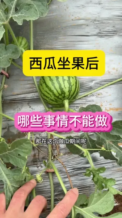 #助农行动 #抖音助农 #种植技术