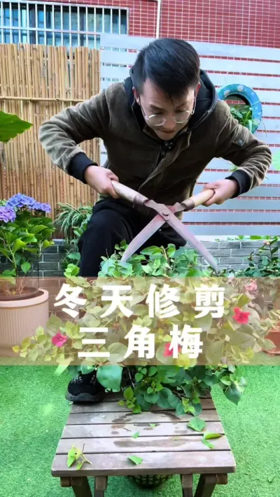 冬天修剪三角梅的正确方法#三角梅 #花卉绿植 #养花小知识