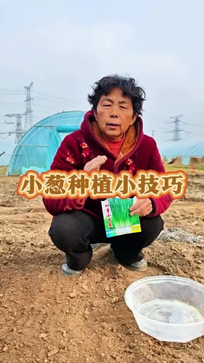 你的葱种了吗？赶紧种起来吧！#关注三农 #三农流量扶持计划 #大葱种植 #小葱种植 #蔬菜杨大姐 @DOU+小助手 @DOU+上热门 @抖音创作小助手