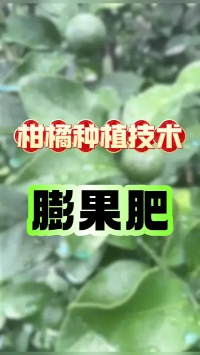 #dou上热门 柑橘膨果肥 #柑橘种植 #抖音新农人 #助力三农 #服务三农