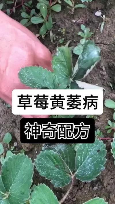 草莓黄萎病神奇配方#草莓种植管理技术和方法 #分享农业知识帮农民增产增收 #草莓种植 #服务三农支持三农 #草莓种植方法