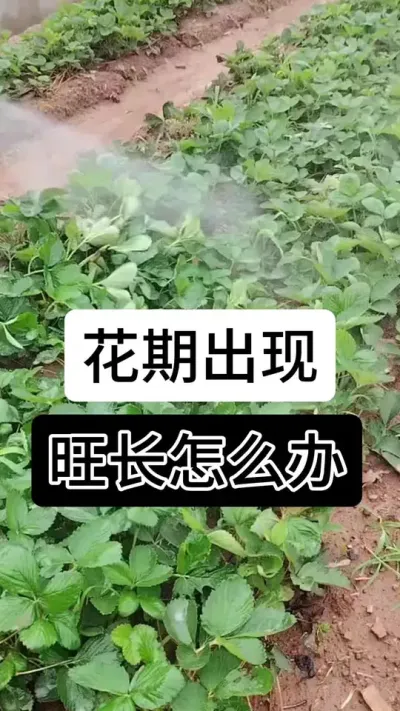 花期出现旺长怎么办#分享农业知识帮农民增产增收 #支持三农扶持三农发展 #抖音助农