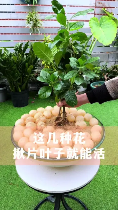 这几种花，揪片叶子就能扦插成活#花卉绿植 #养花小知识 #爱生活爱养花