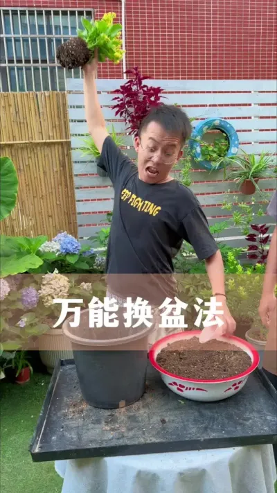 正确的换盆方法#花卉绿植 #养花小知识 #爱生活爱养花 #分享养花经验
