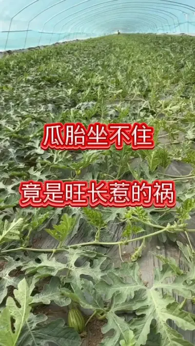 #三农 #西瓜种植 #农业种植