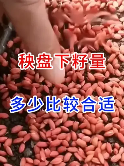 秧盘下籽量是多少比较合适？ #大棚种植  #寒地水稻种植  #农业种植  #分享农业知识帮农民增产增收 #三农