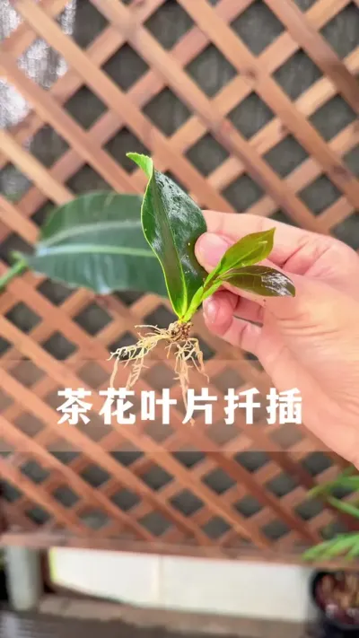 茶花的叶片扦插方法#茶花 #花卉绿植 #养花小知识 #分享养花经验