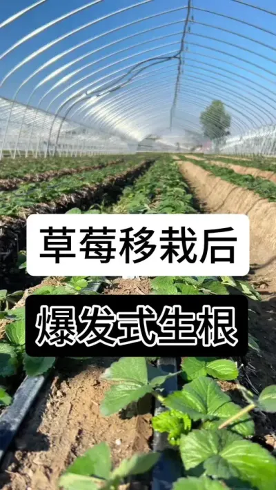 草莓移栽后爆发式生根#草莓种植方法 #草莓种植管理技术和方法 #草莓种植 #草莓种植基地 #服务三农支持三农