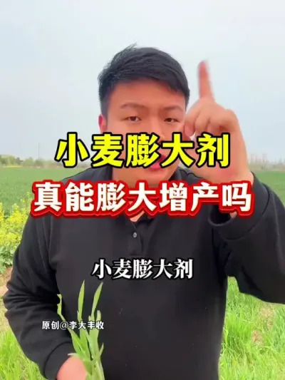 小麦膨大剂，真的能膨大增产吗？ #小麦膨大剂 #小麦种植 #种植小技巧 #苄氨烷醇 #小麦高产配方