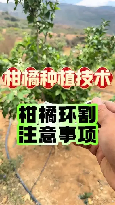 #dou上热门 柑橘环割注意事项 #果树管理  #柑橘种植 #增产增收才是硬道理 #果树环割