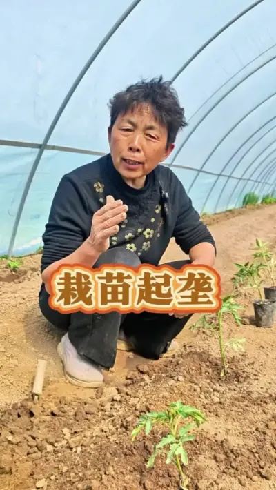移栽苗的时候垄怎么起，吊角移栽是个好办法#三农 #新农人计划  #种植小技巧#蔬菜杨大姐 #蔬菜种植 #每天分享蔬菜种植技巧 @DOU+小助手 @DOU+上热门 @抖音创作小助手