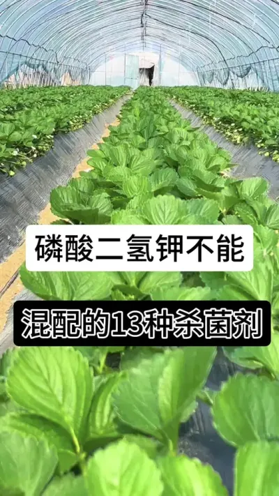 磷酸二氢钾不能混配的13种杀菌剂#草莓种植管理技术和方法 #分享农业知识帮农民增产增收 #草莓种植 #草莓种植方法 #草莓种植基地