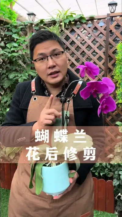 蝴蝶兰花败后，很多人的修剪方法都是错误的#蝴蝶兰 #花卉绿植 #养花小知识 #分享养花经验 #蝴蝶兰养护