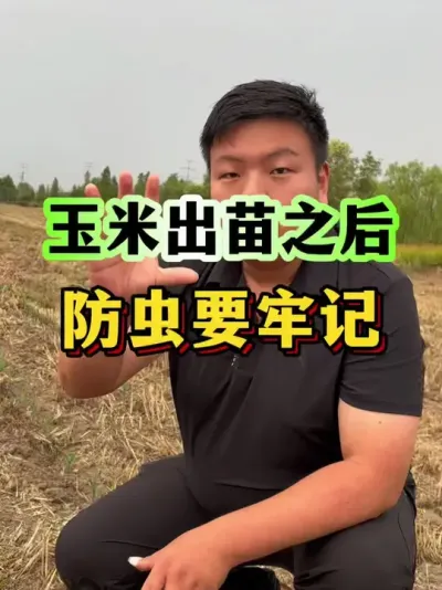 玉米出苗之后，一定要做好这件事！ #玉米种植 #玉米虫害 #玉米高产管理 #种植小技巧