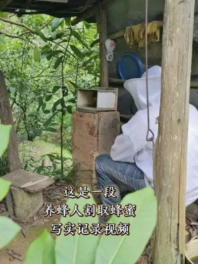 取蜂蜜 养蜂人割取蜂蜜写实记录#我的乡村生活 #新农人计划2025
