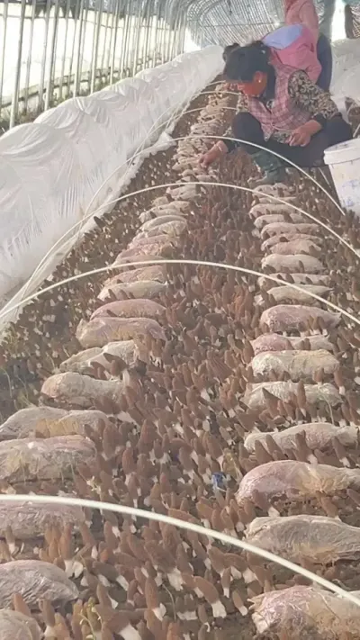 每一份选择，皆因认可，每一份走单，皆因信任，被认可是一种幸福，被信任更是一份责任，感谢一直信任与支持我的新老客户[比心][比心]感恩所有遇见[感谢][感谢]#羊肚菌 #羊肚菌种植 #羊肚菌种植方法 #