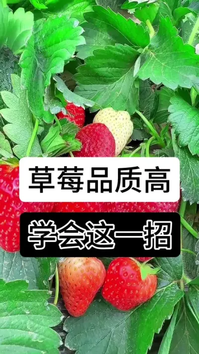 草莓品质高学会这一招#草莓种植管理技术和方法 #草莓种植方法 #草莓种植 #草莓种植基地 #服务三农支持三农