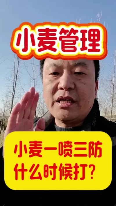 小麦的一喷三防什么时候打？#小麦管理技术 #小麦一喷三防