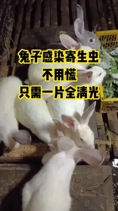 兔子感染寄生虫，不用慌，只需一片全清光#抖音三农#养殖#养兔