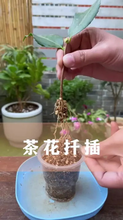 冬天学会这样扦插茶花，到了春天，就有种不完的树苗#茶花 #花卉绿植 #扦插 #分享养花经验