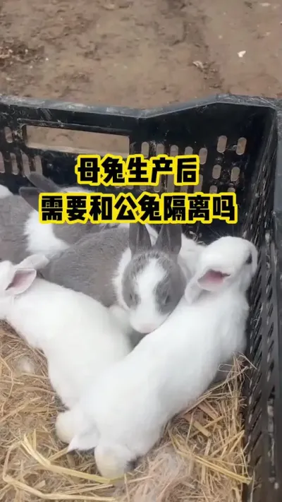 母兔生产前，需要和公兔隔离吗#抖音三农#养殖#养兔