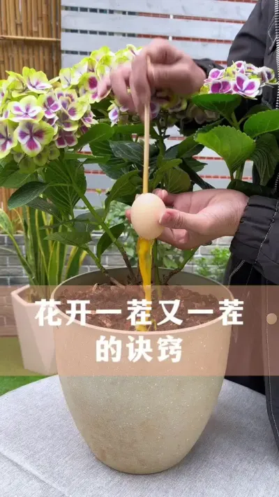 花开一茬又一茬的诀窍#花卉绿植 #养花小知识 #爱生活爱养花