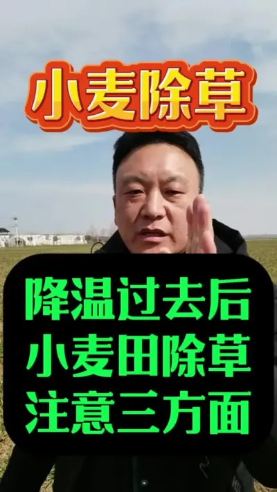 降温过去后，小麦田除草注意三个方面。#小麦种植 #小麦年后管理 #小麦除草剂