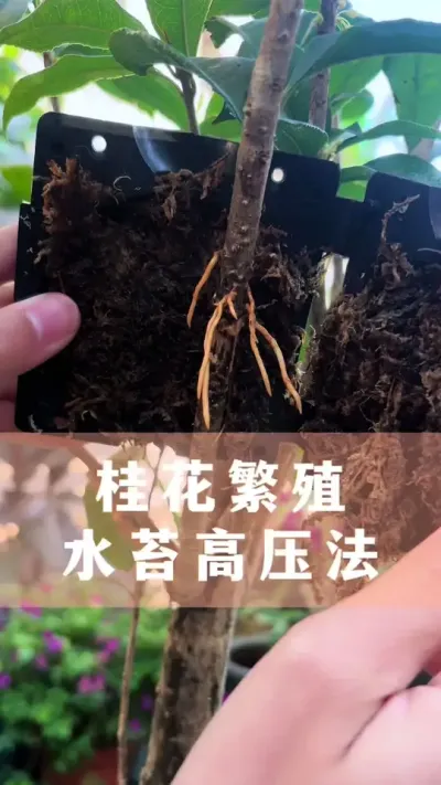 桂花繁殖，水苔高压法#桂花 #花卉绿植 #扦插 #养花小知识