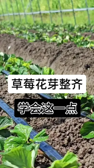 草莓花芽整齐学会这一点#服务三农支持三农 #支持三农扶持三农发展 #草莓种植管理技术和方法 #草莓种植方法 #草莓种植