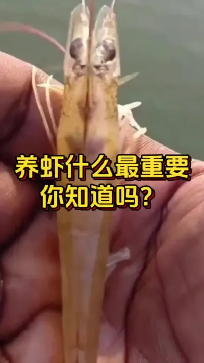 养虾什么最重要，你知道吗？#对虾养殖 #养虾人 #水产人 #嘉骏新水产 #嘉骏集团