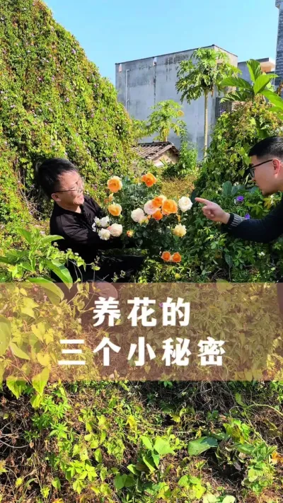养花的三个小秘密#花卉绿植 #养花小知识 #爱生活爱养花 #分享养花经验