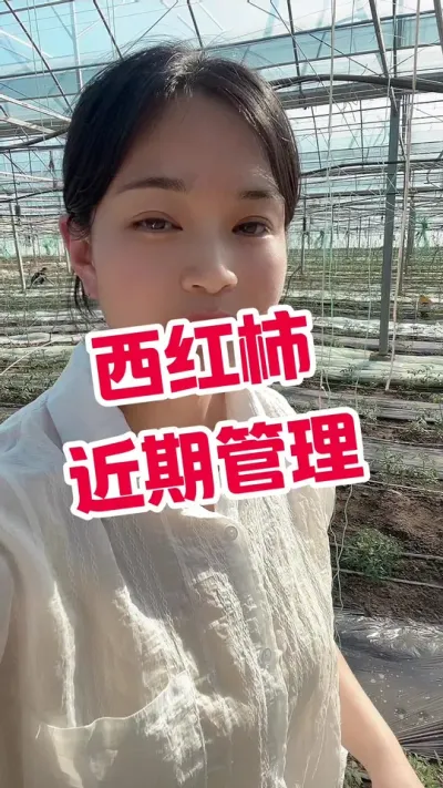 #西红柿种植 #记录我的种植生活 #西红柿 点个关注 互相学习吧@抖音小助手