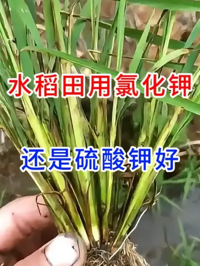 水稻田用氯化钾，还是硫酸钾好？ #三农  #农业种植技术  #分享农业知识帮农民增产增收   #传播农业种植小知识