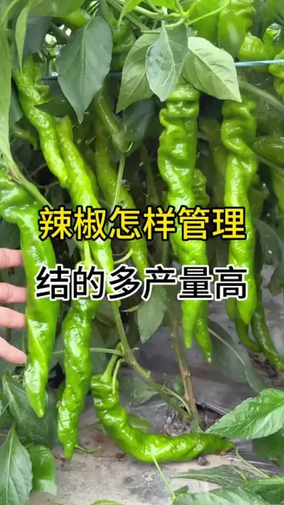 辣椒怎样管理结的多，产量高 #三农 #农业种植 #辣椒种植技术 #辣椒膨大拉长