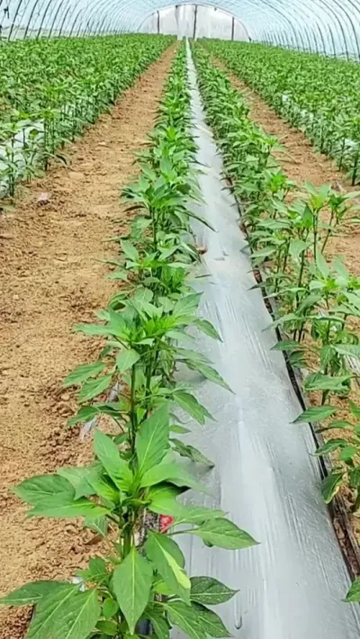#辣椒种植技术 #三农#农业技术