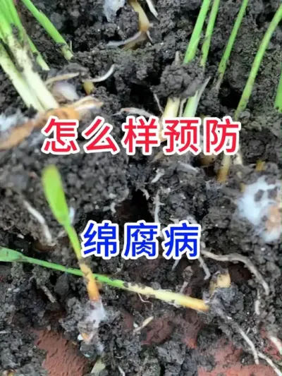 怎么样预防绵腐病？ #传播农业种植小知识   #传播农业知识传播正能量   #每天分享农业种植小知识   #农业种植与技术