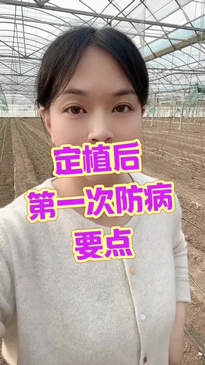 #西红柿种植 #记录我的种植生活 #大棚西红柿 点个关注 互相学习吧@抖音小助手