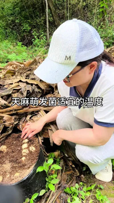 天麻萌发菌适宜的温度 #三农 #抖音新农人 #新农人计划 @抖音小助手